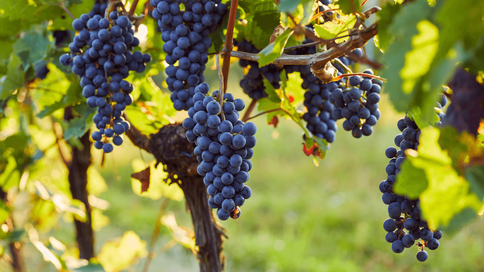 Wine & Dine im Eiden
